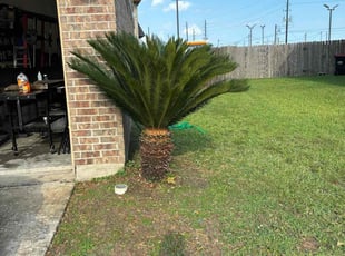 Bush Trimming by Juan Mezomo for Antonio T. in Houston, TX