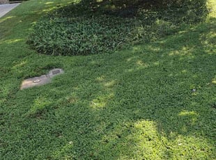 Angela S.'s Lawn Mowing service result