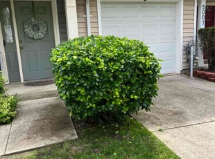 Bush Trimming by Thomas Fador for Tamara C. in Baltimore, MD