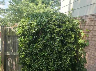 Bush Trimming by Terrence Hawkins for RA S. in Fort Washington, MD