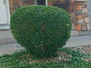 Bush Trimming by Trent Young for Jason H. in Denver, CO