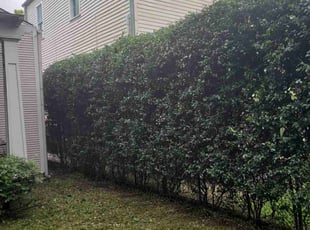 Bush Trimming by Chad Oliver for Emily G. in New Orleans, LA