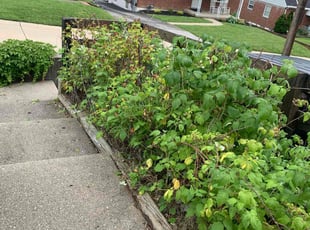 Bush Trimming by Jacob Enderle for Adam T. in Highland Heights, KY