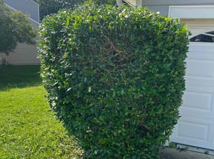 Bush Trimming by Matthew Lynough for Kyle j. in Knightdale, NC