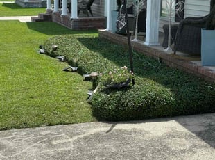 Bush Trimming by Terry Felo for Rosalia m. in Marrero, LA