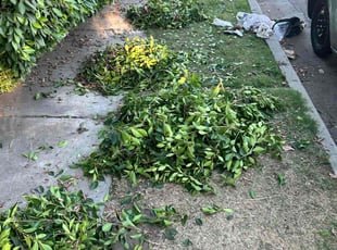 Bush Trimming by Jacob Gallegos for Dwayne W. in Los Angeles, CA
