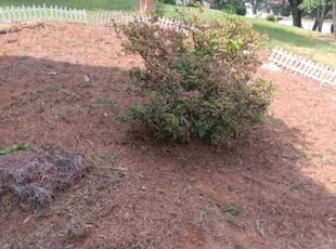Weeding by Enrique Juarez for Pete S. in Woodstock, GA