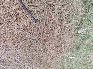Weeding by Scaroline LLC for David K. in Alpharetta, GA