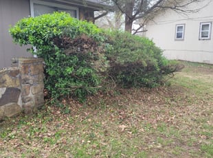 Bush Trimming by Joseph Cornett for Lance F. in Springfield, MO