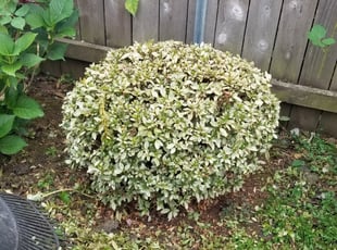 Bush Trimming by J P for Timothy H. in Portland, OR