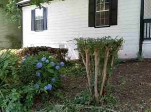 Bush Trimming by Lionel Lee for Thomas D. in Covington, GA