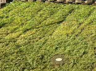 Susan B.'s Lawn Mowing service result