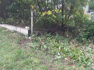 Bush Trimming by Steve Valverde for Shahina S. in Warwick, RI