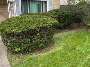 Bush Trimming by Victor Edwards for Stefon T. in Cincinnati, OH