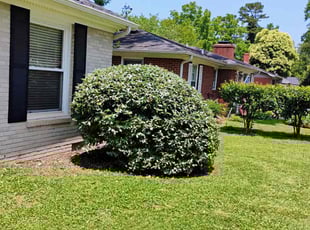 Bush Trimming by Jose Ordonez for Joyce B. in Charlotte, NC