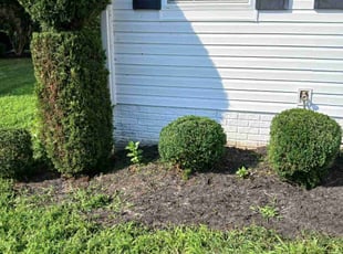 Bush Trimming by Malgorzata NOWAK for Keyia R. in Bryans Road, MD