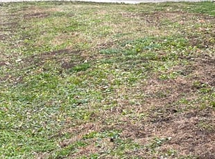 Leaf Removal by Santos Blanco for william w. in Minneapolis, MN