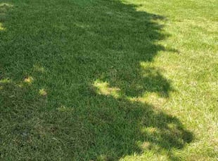 Alexia W.'s Yard Cutting service result