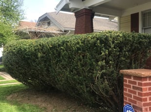 Bush Trimming by Katie Cliff for Myron H. in Toledo, OH