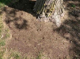 Weeding by Marcus Grimes for Liz S. in Kettering, OH