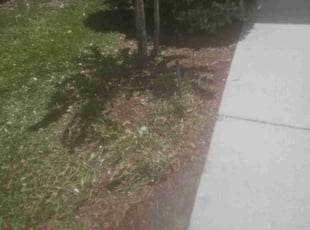 Bush Trimming by Michael Thomas for Hermine M. in Jacksonville, FL