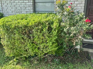 Bush Trimming by Jasper Nicholson for Zakiyyah A. in Dallas, TX