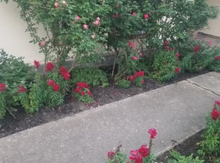 Cleanups by Maurice Moore for Emily P. in Houston, TX