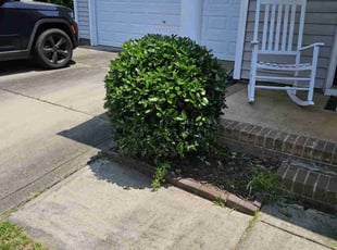 Bush Trimming by Pavel Artyukh for Erin D. in Charlotte, NC