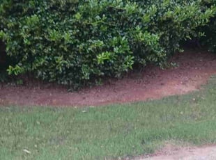 Weeding by Virgil GREENE for Starr M. in Stockbridge, GA