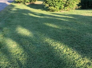 David W.'s Lawn Mowing service result