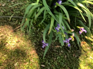 Weeding by Jerome Ard jr for Elizabeth H. in New Orleans, LA