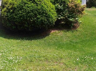 Bush Trimming by Joseph Graham for Ross P. in Atlanta, GA