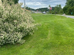 Jan O.'s Lawn Mowing service result