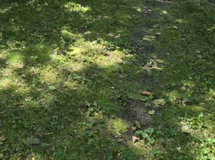 Cleanups by Eric Hawthorne for Edward A. in Toledo, OH