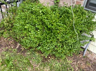 Bush Trimming by Steven Moreira for Jewel S. in Virginia Beach, VA