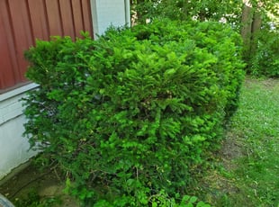 Bush Trimming by Deong Montgomery for Robert F. in Grove City, OH