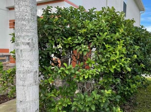 Bush Trimming by Caleb Eakle for Kaela B. in Land O' Lakes, FL
