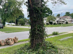 Bush Trimming by Demetrius Criggley for Waymon B. in Springfield, IL