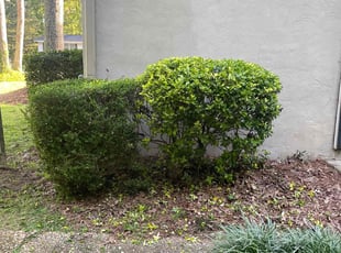 Bush Trimming by Jeffrey Curtis for Tonya M. in Riverdale, GA