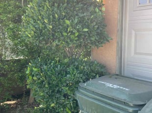 Bush Trimming by Carlos Reyna for Peter F. in Fontana, CA