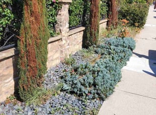 Bush Trimming by Orlando Miranda for Gina M. in San Diego, CA