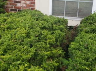 Bush Trimming by Chad Mann for Tonya P. in Indianapolis, IN