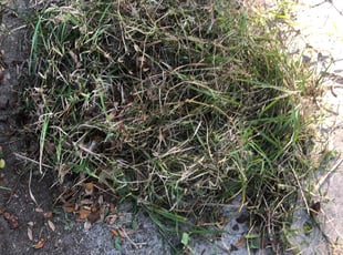 Weeding by Lorraine Best for Jessica S. in McIntosh, FL