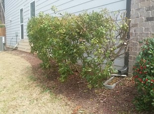 Bush Trimming by Michael Denson for Tom H. in Cumming, GA