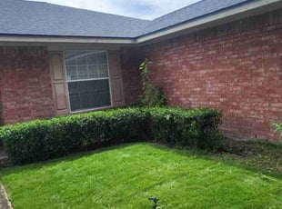 Bush Trimming by Felix Botello for Quinten B. in Houston, TX