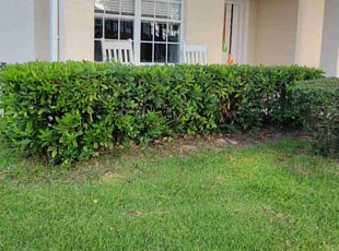 Bush Trimming by Carlos Martinez for Steve Y. in Davenport, FL