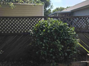 Bush Trimming by Kyle Bryant for Cara E. in Easley, SC