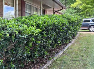 Bush Trimming by Latonya Talley for Hugh C. in Smyrna, GA