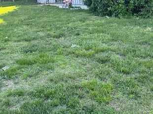 Bush Trimming by Wilky Audatte for Didier P. in Queens, NY