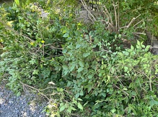 Bush Trimming by Matthew Brundige for Suleman A. in Albany, NY
